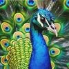 joyouspeacock